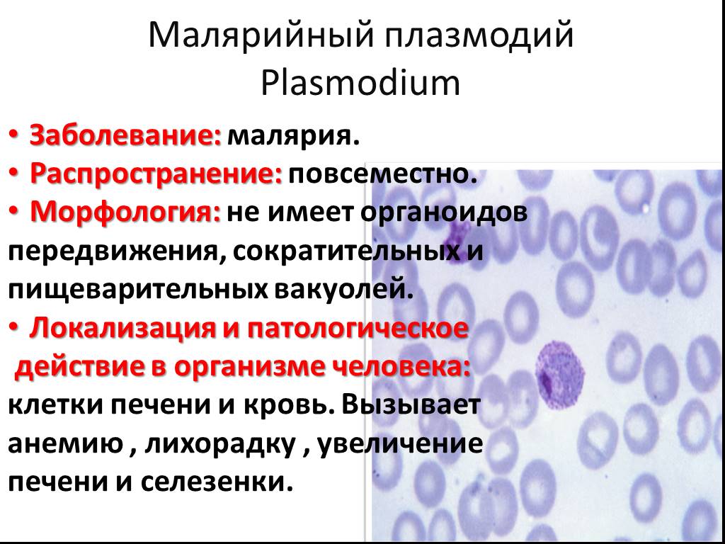 Малярийный плазмодий клетка