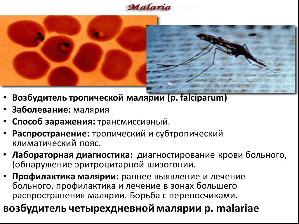Малярия является антропонозом