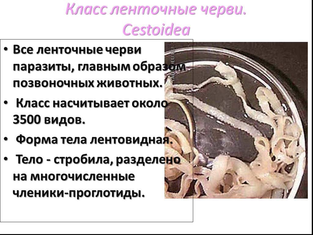 Про ленточных червей. Стробил ленточные черви. Паразитические ленточные черви. Ленточные черви форма тела. Класс ленточные черви Cestoidea.