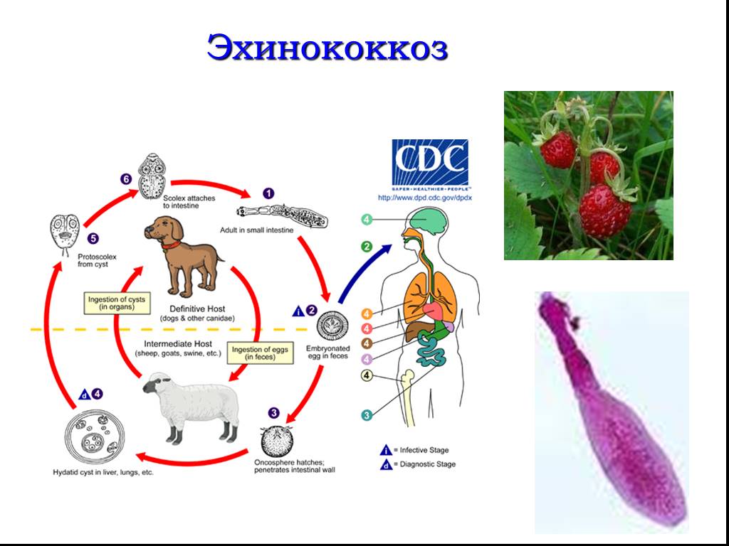 Эхинококки симптомы у людей лечение. Цикл развития эхинококка очень простая схема. Жизненный цикл эхинококка CDC.