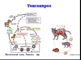 Токсокароз. Жизненный цикл Toxocara spp.