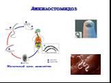Анкилостомидоз. Жизненный цикл анкилостом