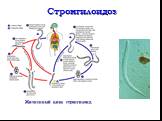 Стронгилоидоз. Жизненный цикл стронгилоид