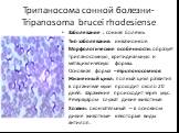 Трипаносома сонной болезни-Tripanosoma brucei rhodesiense. Заболевание : сонная болезнь Тип заболевания: инвазионное. Морфологические особенности: образует трипаносомную, критидиальную и метациклическую формы. Основная форма – трипаносомная. Жизненный цикл: полный цикл развития в организме мухи прох