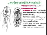 Лямбия-Lamblia intestinalis. Заболевание : лямблиоз. Морфологические особенности: форма напоминает грушу, разрезанную вдоль. Длина тела 10-18 мкм. Присасывательный диск расположен на плоской стороне. Вдоль тела проходят- аксостили. Симметрично в клетке располагаются два ядра и четыре пары жгутиков.З