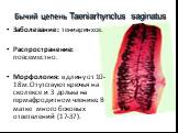 Бычий цепень Taeniarhynclus saginatus. Заболевание: тениаринхоз. Распространение: повсеместно. Морфология: в длину от 10-18м.Отутствуют крючья на сколексе и 3 долька на гермафродитном членике. В матке много боковых ответвлений (17-37).