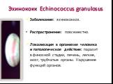 Эхинококк Echinococcus granulosus. Заболевание: эхинококкоз. Распрастронение: повсеместно. Локализация в организме человека и патологическое действие: паразит в финозной стадии, печень, легкие, мозг, трубчатые органы. Нарушение функций органов.