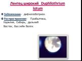 Лентец широкий Duphllothrium lotum. Заболевание- дифиллоботриоз. Распространение- Прибалтика, Карелия, Сибирь, дальний Восток, бассейн Волги.