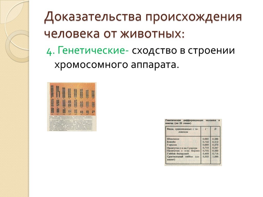 Докажите происхождение. Доказательства происхождения человека от животных. Генетические доказательства происхождения человека. Доказательство происхождения человека от животных генетически. Доказательства родства человека и животных кратко.