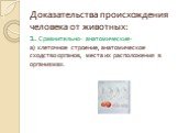 Доказательства происхождения человека от животных: 1. Сравнительно- анатомические- а) клеточное строение, анатомическое сходство органов, места их расположения в организмах.