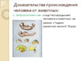 Доказательства происхождения человека от животных: 2. Эмбриологические- сходство зародышей человека и животных на ранних стадиях развития( закон К.Бэра)