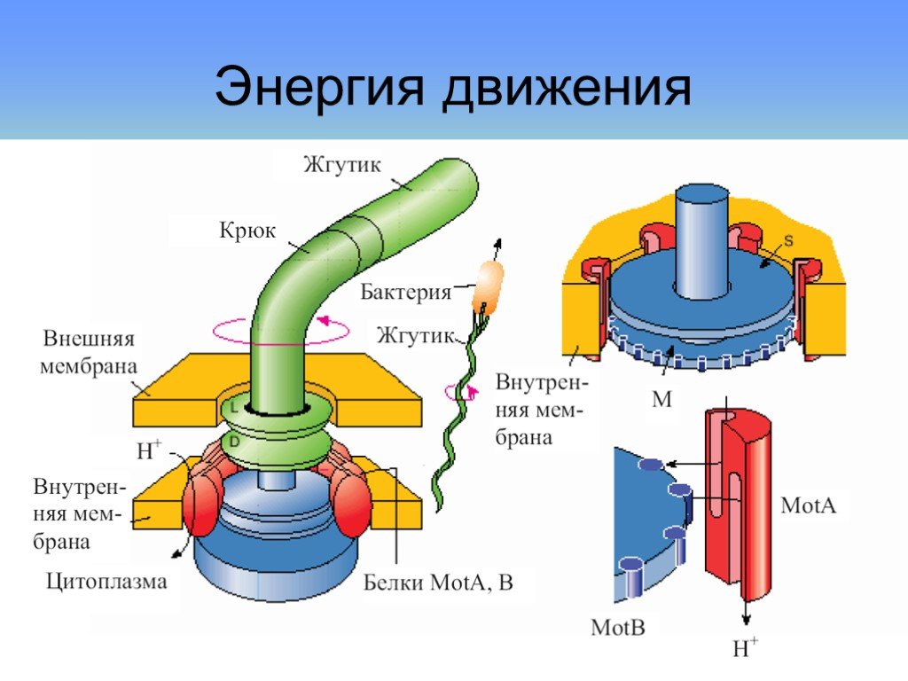 Жгутиковая бактерия фото