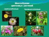 Многообразие цветковых растений. светолюбивые теневыносливые
