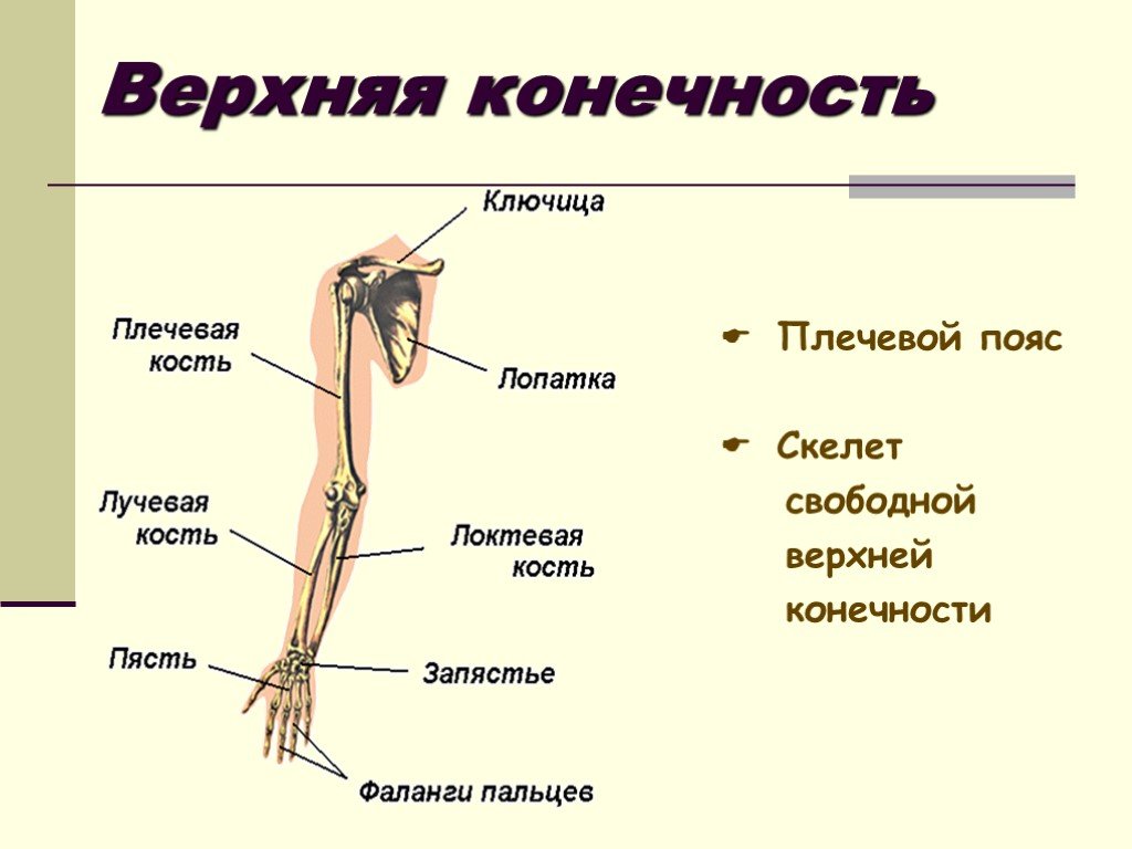 Скелет пояса свободной верхней конечности