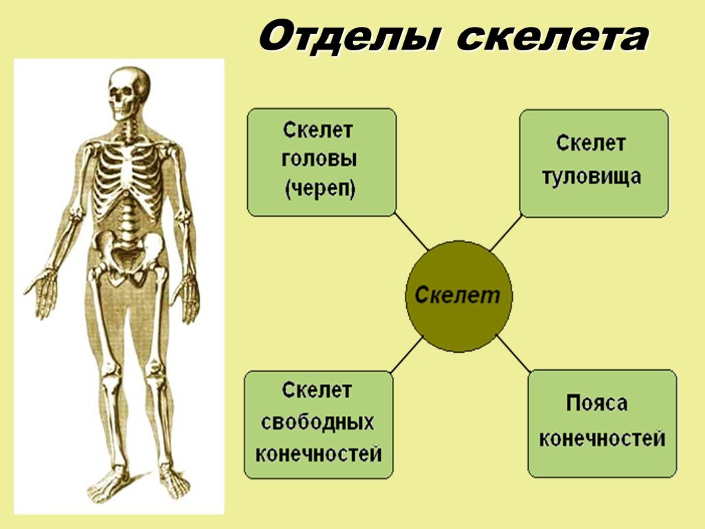 Костная система выполняет в организме функцию. Кости отдела скелета туловища. Основные отделы и строения скелета человека. Анатомия опорно двигательная система скелет. Назовите отделы и основные кости скелета.