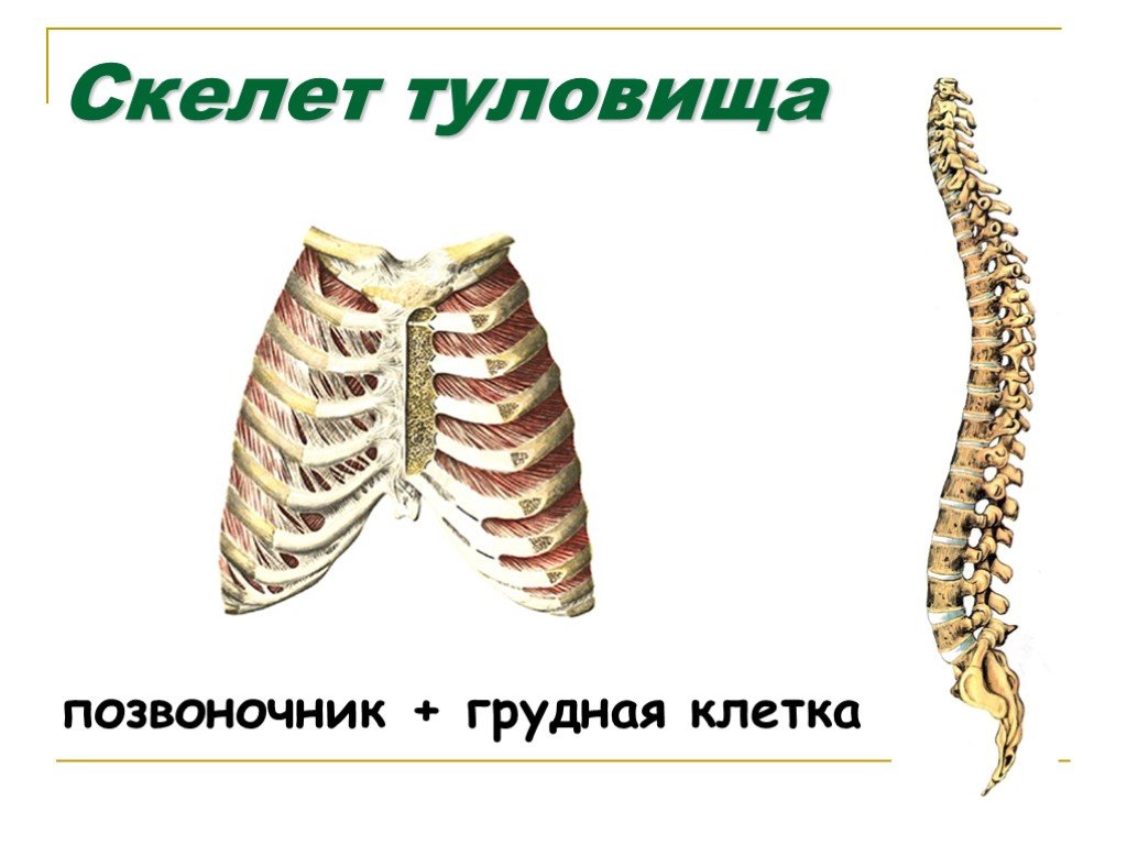 Скелет туловища позвоночник. Скелет туловища позвоночник и грудная клетка. Скелет туловища человека грудная клетка. Скелет туловища позвонки. Скелет туловища презентация.