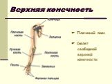 Верхняя конечность. Плечевой пояс Скелет свободной верхней конечности