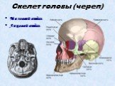 Скелет головы (череп). Мозговой отдел Лицевой отдел