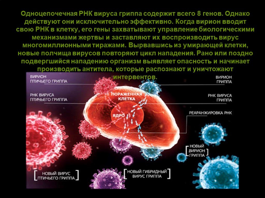 Вирус гриппа содержит. РНК вирусы. Вирус гриппа РНК вирус. Одноцепочечные РНК вирусы. Одноцепочечный РНК-содержащий вирус.