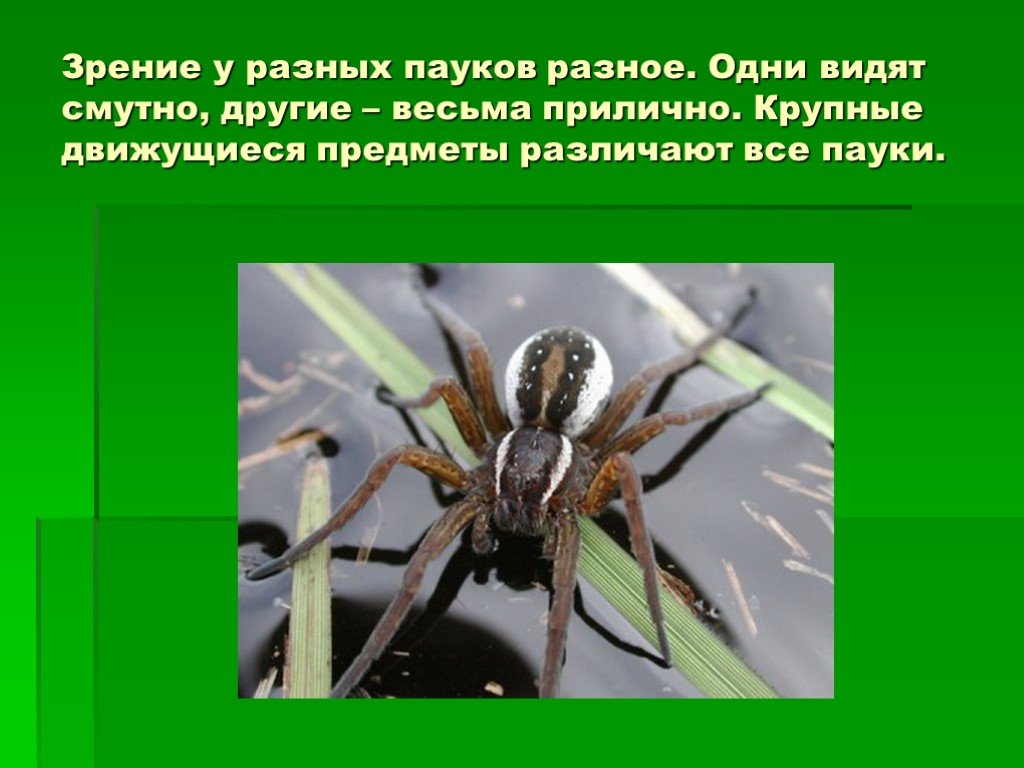 Паук видит человека. Зрение паука. Органы зрения паукообразных. Презентация про разных пауков. Как видит паук окружающий мир.