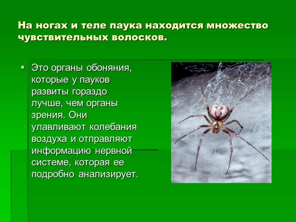 У пауков прикрепленный образ жизни