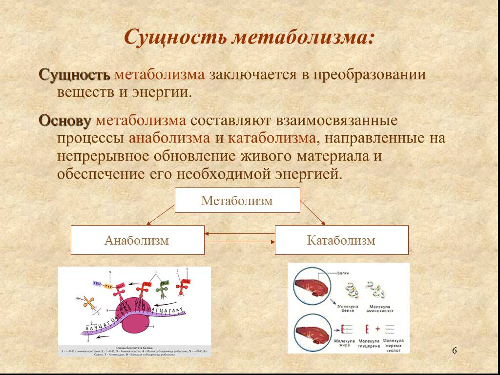 Нормы и режим питания нарушения обмена веществ презентация 8 класс пасечник