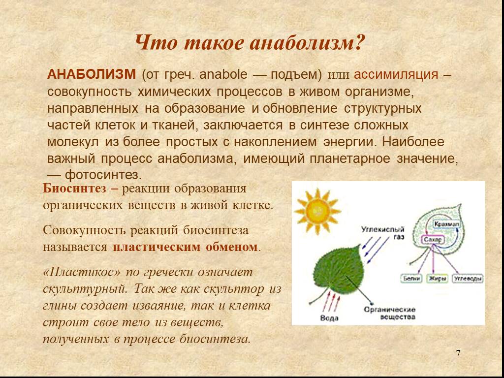 Обмен веществ фотосинтез биосинтез. Анаболизм. Метаболизм основа существования живых организмов конспект. Анаболизм совокупность процессов. Анаболические процессы в организме описание.