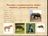 Различие в интенсивности обмена веществ у разных организмов. Слон – 0,33 Лошадь – 0,52 Овца – 1,05 Собака – 1,57 Землеройка – 35,24 Если землеройка будет без пищи 7 – 9 часов, она погибнет!