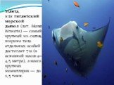 Ма́нта, или гигантский морской дьявол (лат. Manta birostris) — самый крупный из скатов, ширина тела отдельных особей достигает 7 м (в основной массе 4—4,5 метра), а масса крупных экземпляров — до 2,5 тонн.