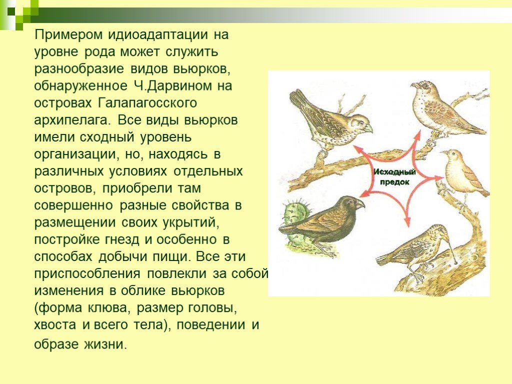 Эволюционные изменения птиц. Дарвиновские вьюрки идиоадаптация. Идиоадаптация птиц. Примеры адаптации птиц. Идиоадаптация презентация.