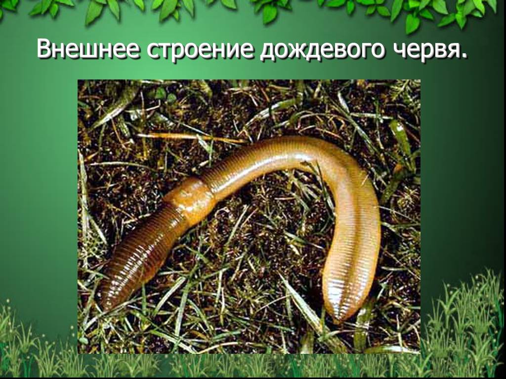 Дождевой червь тип животного. Кольчатые черви Малощетинковые черви. Кольчатые черви олигохеты. Среда обитания кольчатых червей. Представители малощетинковых червей представители.