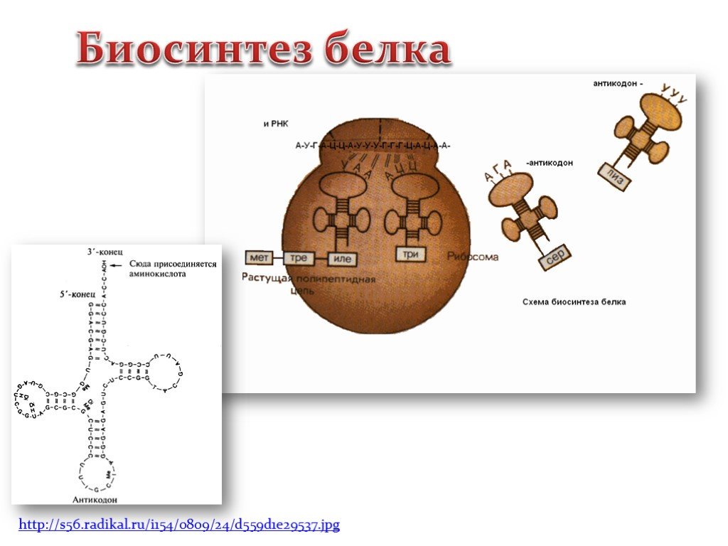 Синтез белков 9 класс. Схема синтеза белка в рибосоме 9 класс. Биосинтез белка на рибосоме. Синтез РНК И белков объект. Схема биосинтеза белка на рибосоме.