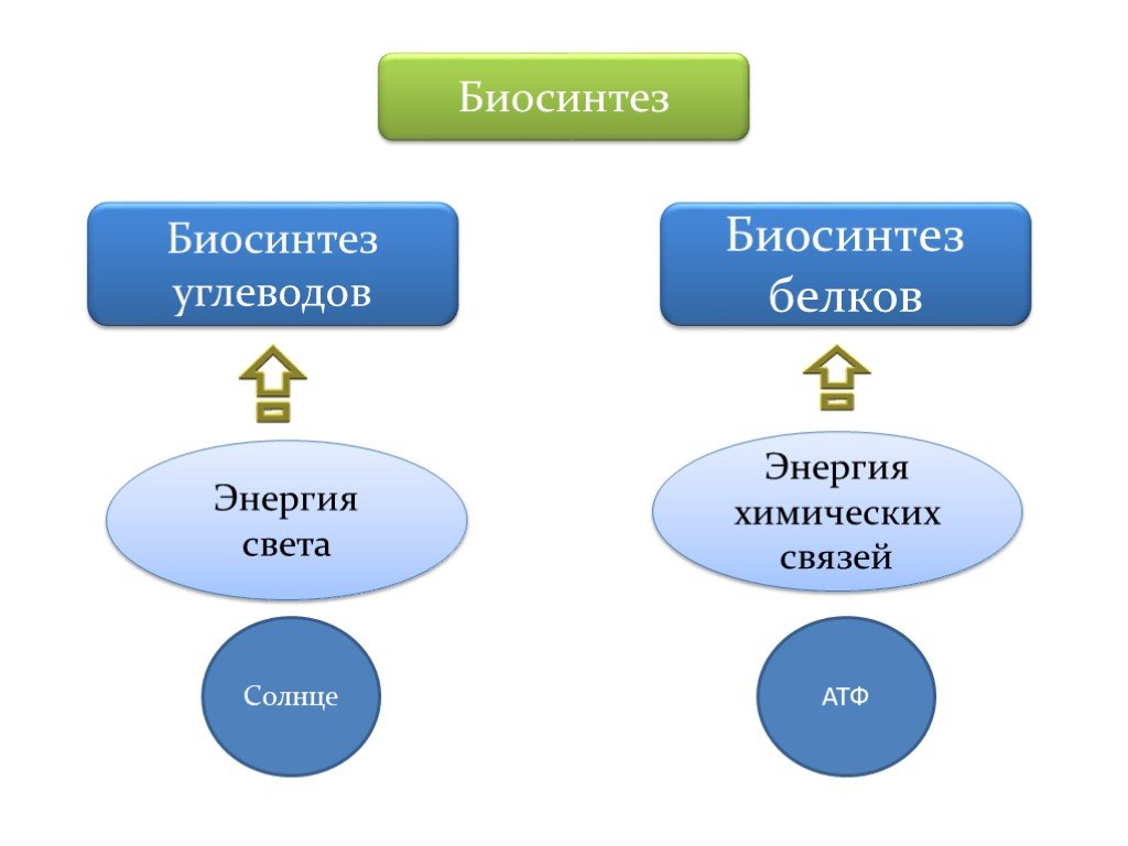 Синтез белка из углеводов. Биосинтез углеводов. Биосинтез белков и углеводов. Биосинтез белка и Биосинтез углеводов. Синтез белков и фотосинтез.