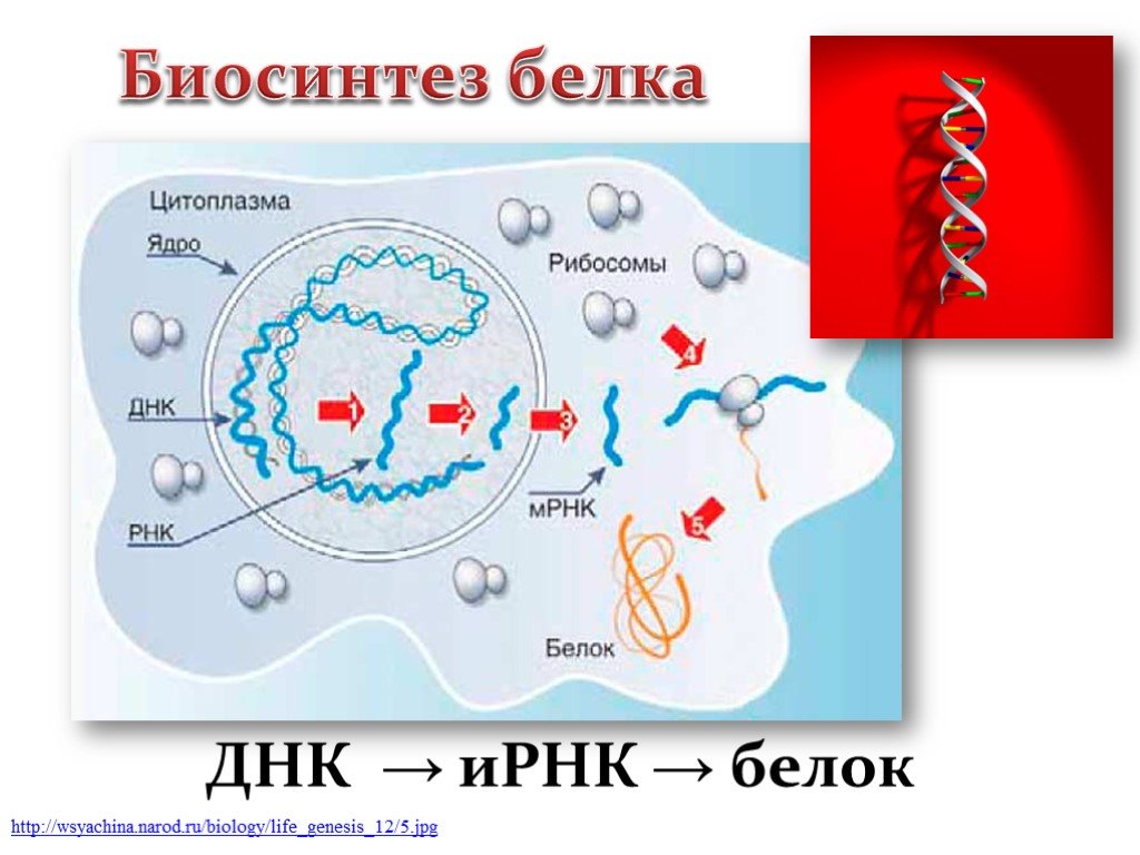 Названия этапов биосинтеза белка. Синтез белка 9 класс биология. Биосинтез белков в живой клетке.