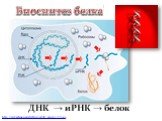 http://wsyachina.narod.ru/biology/life_genesis_12/5.jpg. ДНК → иРНК → белок