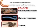 Тип Кольчатые черви включает животных, тело которых состоит из повторяющихся колец, или сегментов. КЛАССЫ Многощетинковые Малощетинковые Пиявки