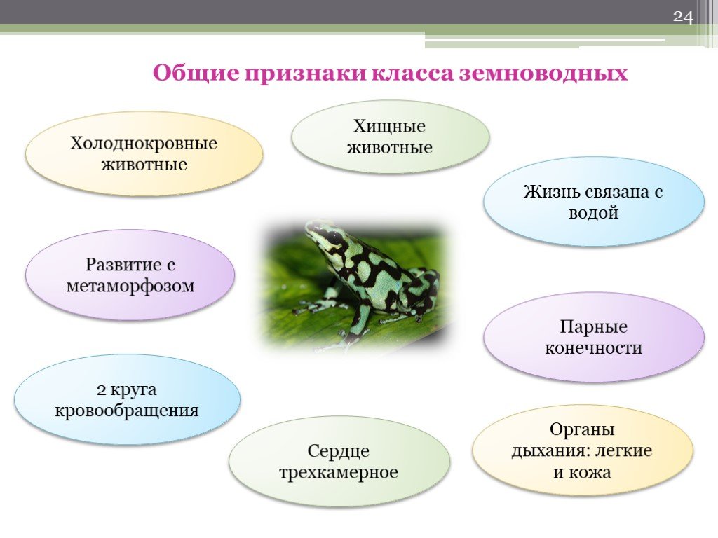 Презентация по биологии на тему многообразие земноводных