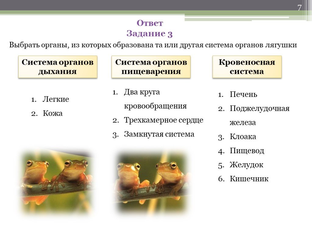 Презентация многообразие земноводных и их охрана. Маршрутный лист классификация земноводных с ответами. Что общего между организмами лягушки и гриба.