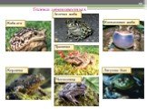 Голоса земноводных. Зеленая жаба Камышовая жаба Жерлянка Травяная Лягушка-бык