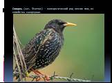 Скворец (лат. Sturnus) — палеарктический род певчих птиц из семейства скворцовых.