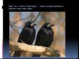 Грач (лат. Corvus frugilegus) — широко распространённая в Евразии птица рода ворон.