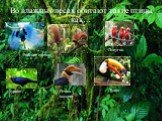 Во влажных лесах обитают такие птицы, как…. Райские птички Попугаи Турако Птица-носорог Тукан