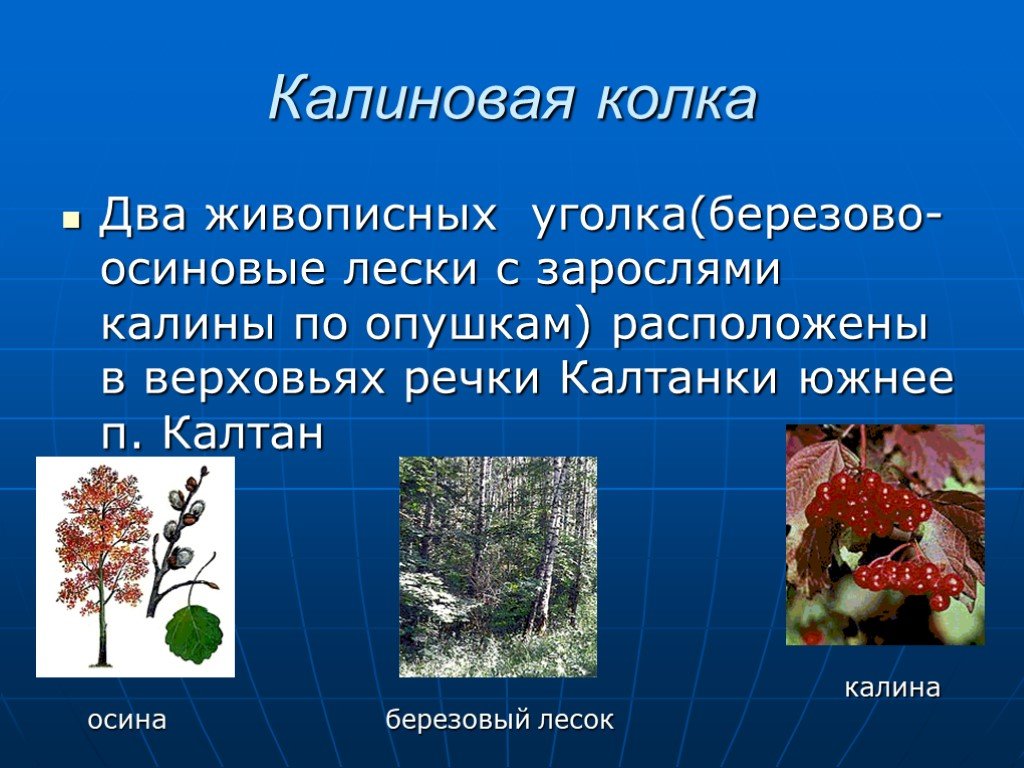 Осина Калина. Березово осиновые колки. Осиновый лесок. Какие отношения складываются между осиной и березой в природе. Какие отношения складываются между осиной и березой
