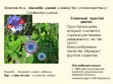 Знакомьтесь: василёк синий (семейство сложноцветных) Centaurea cyanus. Сложный простой цветок. Простой василёк, который считается сорным растением, оказывается, не так прост. Конусообразные лепестки образуют круглое соцветие. Василёк – Василий в садик забежал, Круг и треугольник в соцветие собрал. Д