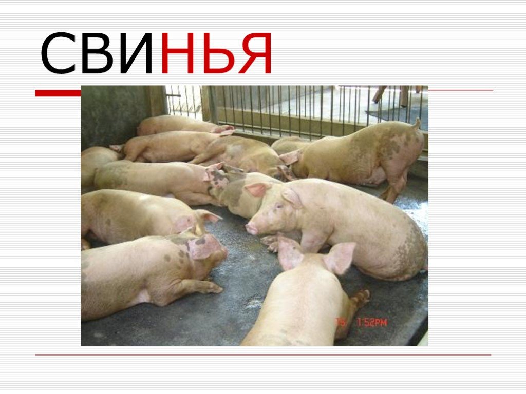 Свинья окружающий мир 3 класс. Свинка уроки. Окружающий мир домашние животные свиньи план. Свинья на уроке. Домашние свиньи урок биологии.