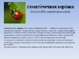 Семито́чечная коро́вка Coccinella septempunctata. Семито́чечная коро́вка (Coccinella septempunctata) — наиболее многочисленный, вид божьих коровок. Взрослый жук характеризуется цветом надкрылий (красных и оранжевых тонов) и семью чёрными точками на них, а также черными эпимерами заднегруди и сильно 