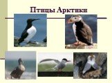 Птицы Арктики