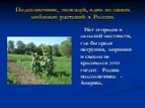 Подсолнечник, пожалуй, одно из самых любимых растений в России. Нет огородов в сельской местности, где бы среди петрушки, морковки и свеклы не красовался этот гигант. Родина подсолнечника -Америка.