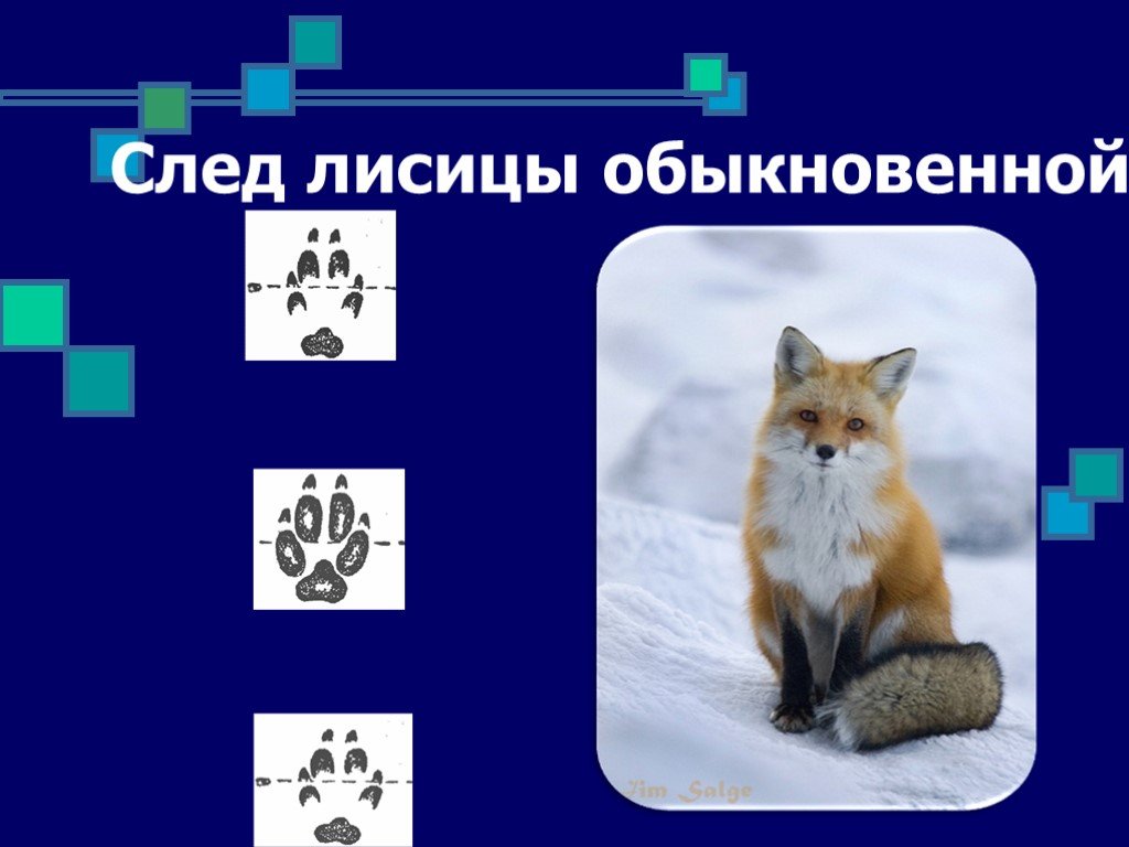 Лисьи следы это существительное. Следы лисы. Следы лисы обыкновенной. Лиса обыкновенная след. Исторический критерий лисицы обыкновенной.