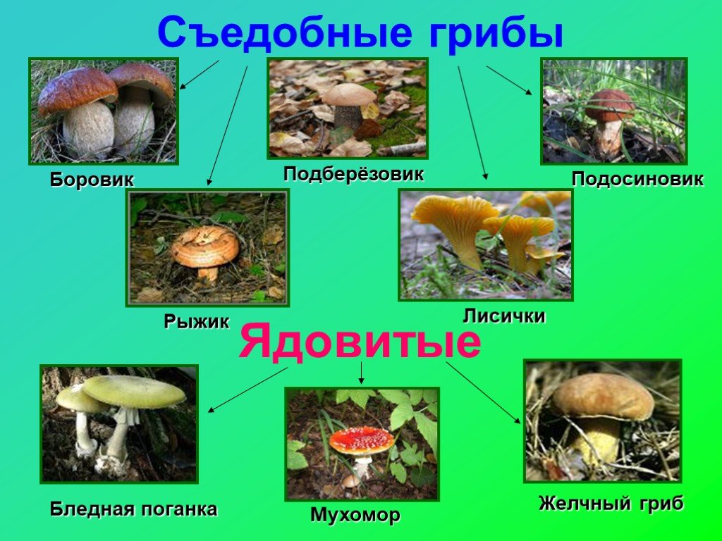 Лесные опасности для человека. Лесные грибы несъедобные названия 2 класс окружающий мир. Ядовитые и неядовитые грибы 2 класс. Проект по окружающему миру 2 класс грибы съедобные и несъедобные. Съедобные и несъедобные грибы 2 класс окружающий мир.